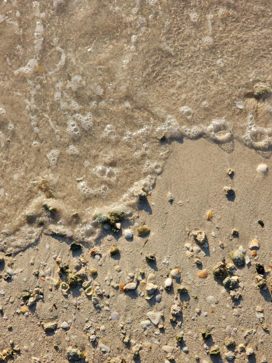 a lot of small sea shells that are in the sand