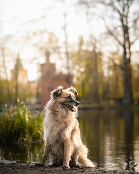 the small brown dog sits on the edge of the water