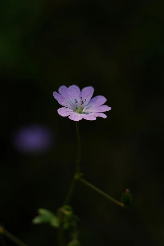 a purple flower in the dark on a green stem