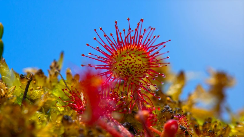 a sea urchin is spiky about in the ocean