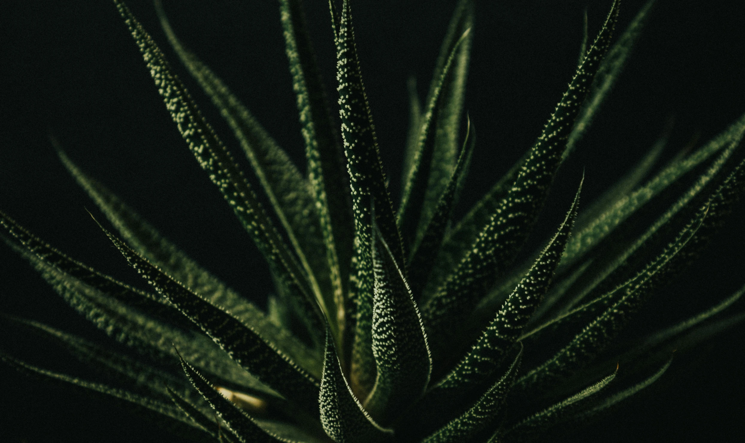 a green plant with very dark leaves and light