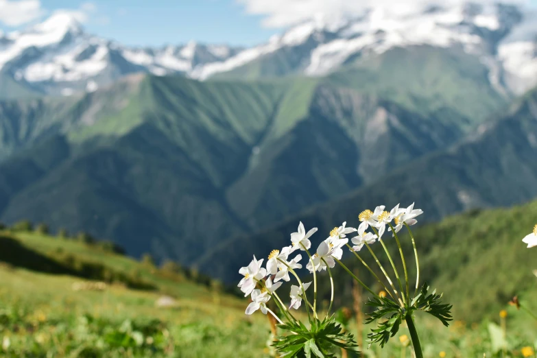 some very pretty white flowers near some mountains