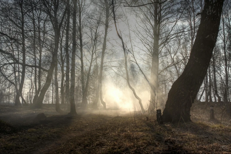 the sun is shining in a forest