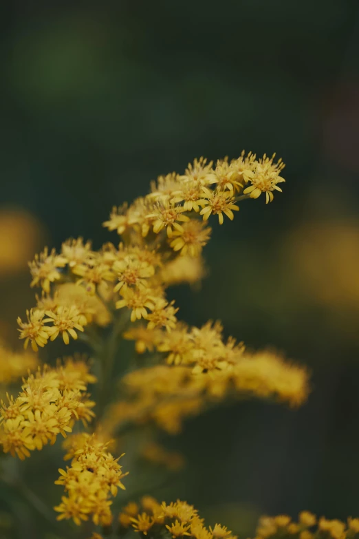 a couple of yellow flowers on top of a bush