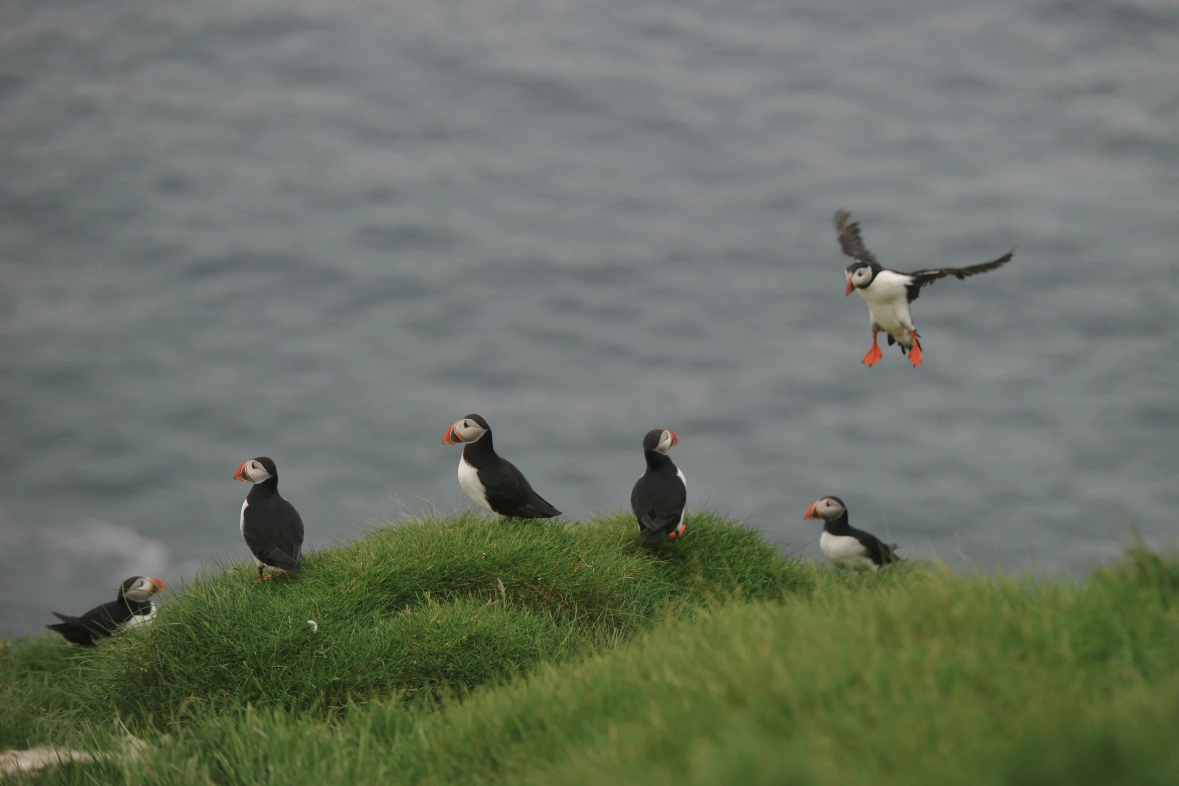 a flock of birds standing on top of a grass covered hillside