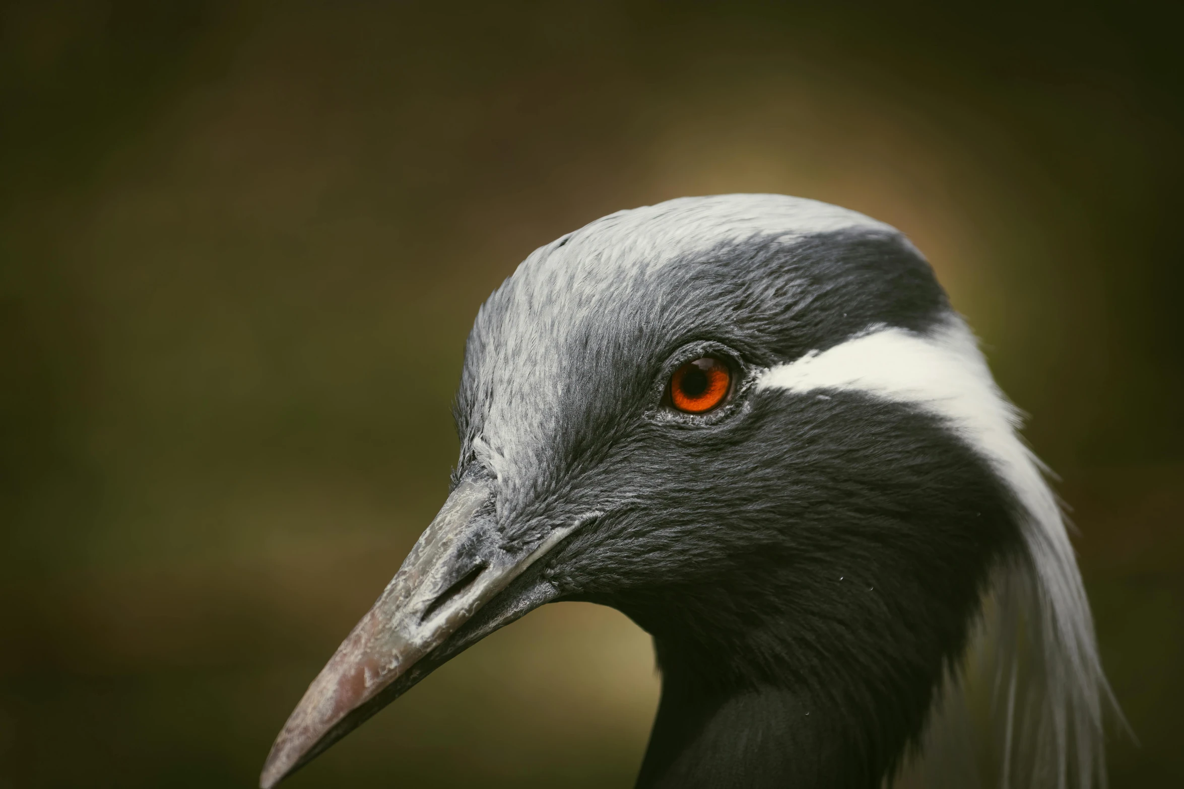 a gray and white bird has orange eyes