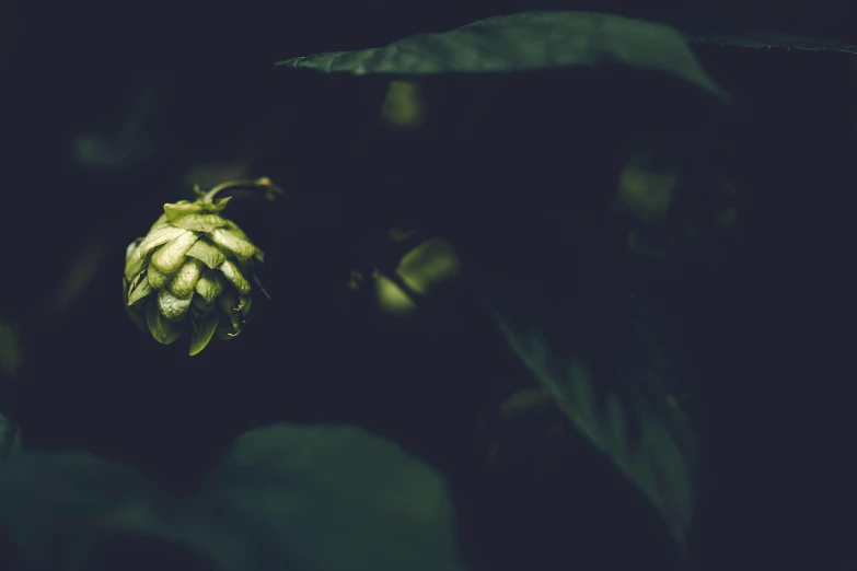 a green flower in the darkness on a dark night