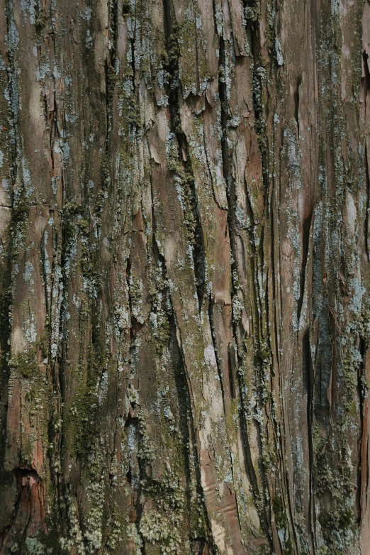 the bark and bark is covered with green moss