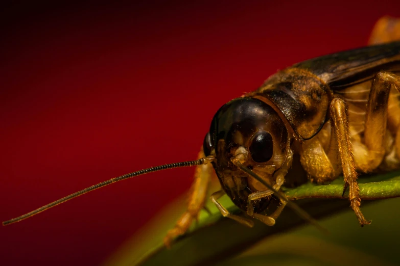 a close up po of a locus's head and eyes