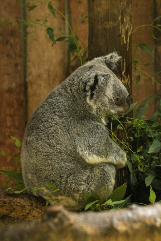 there is a koala sitting on a log