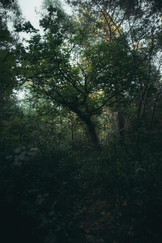 this area is very overgrown with trees and shrubbery