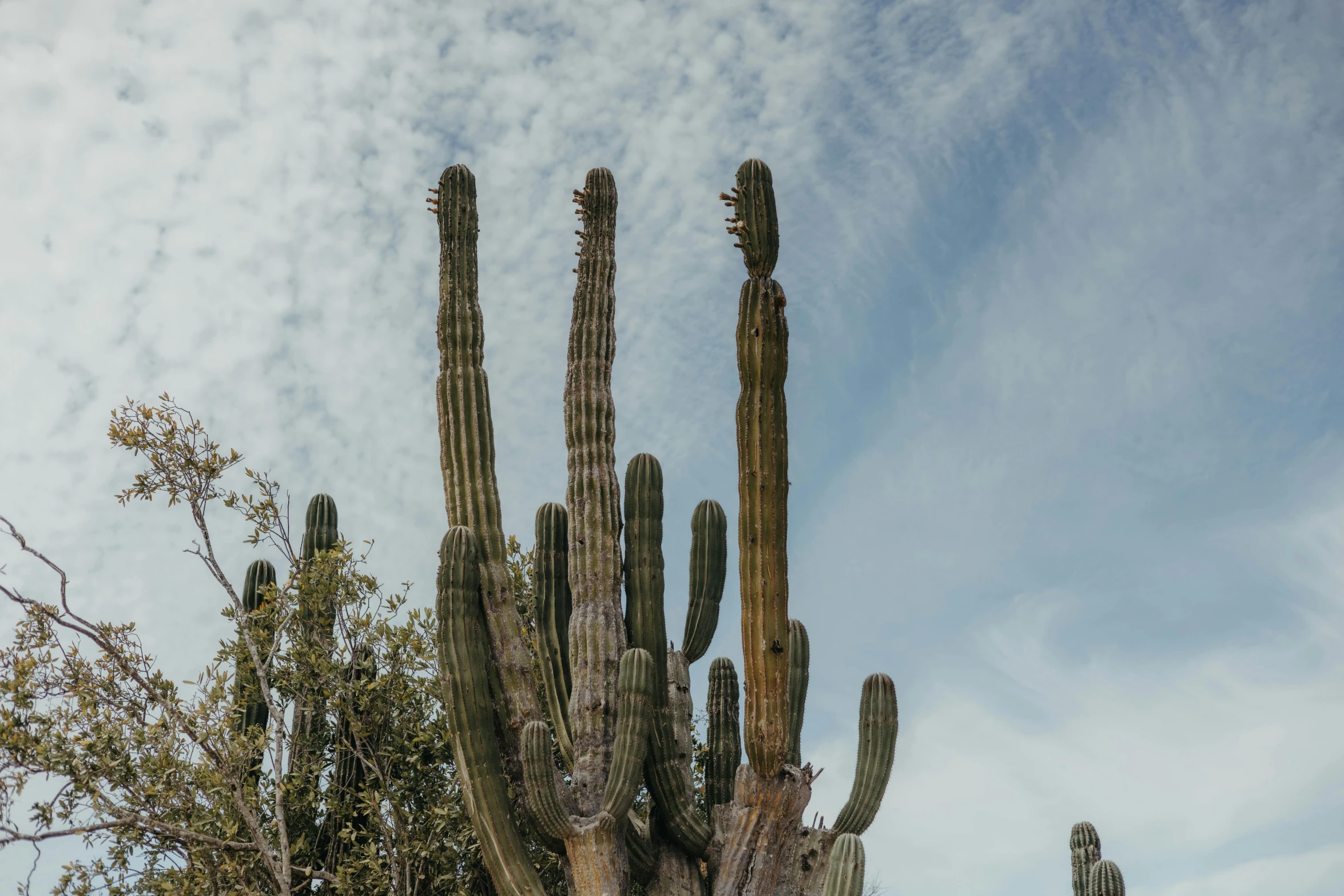 cactus tree with numerous animals and very large leaves