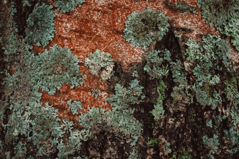 a tree that has some green plants on it