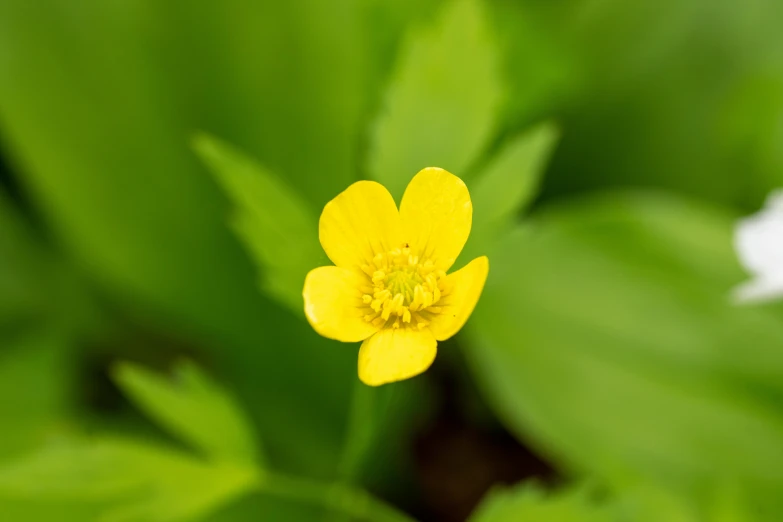 a yellow flower sitting next to a lush green plant