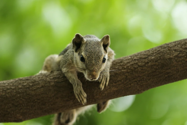 a small chipper sitting on a nch, looking straight ahead