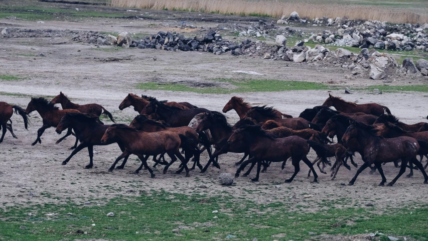 a group of horses running through a grassy field