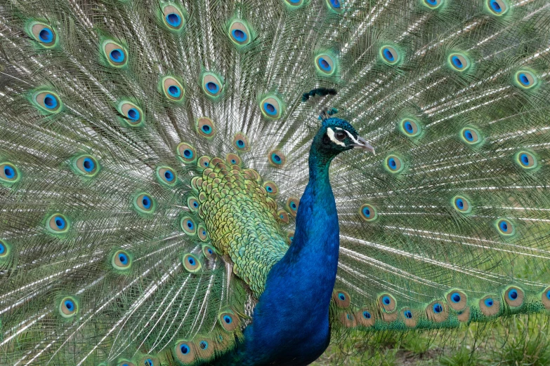 a colorful peacock is standing with its feathers out