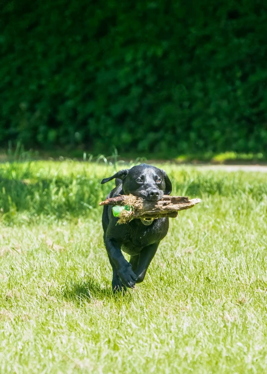 a dog running across the grass carrying a frisbee in its mouth