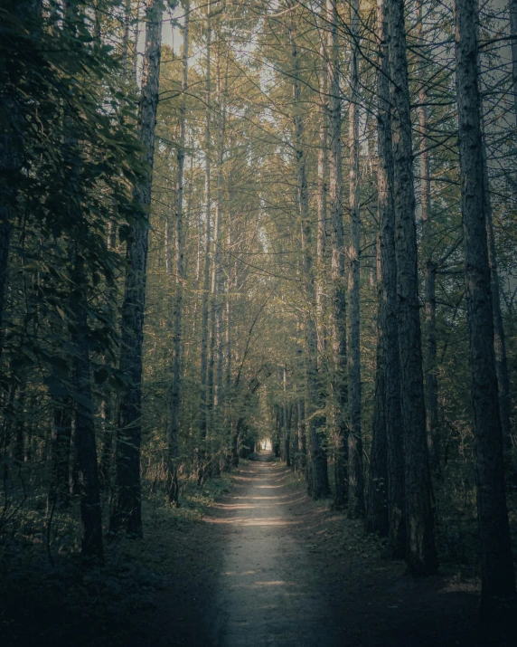 there is a trail going through the trees in the woods