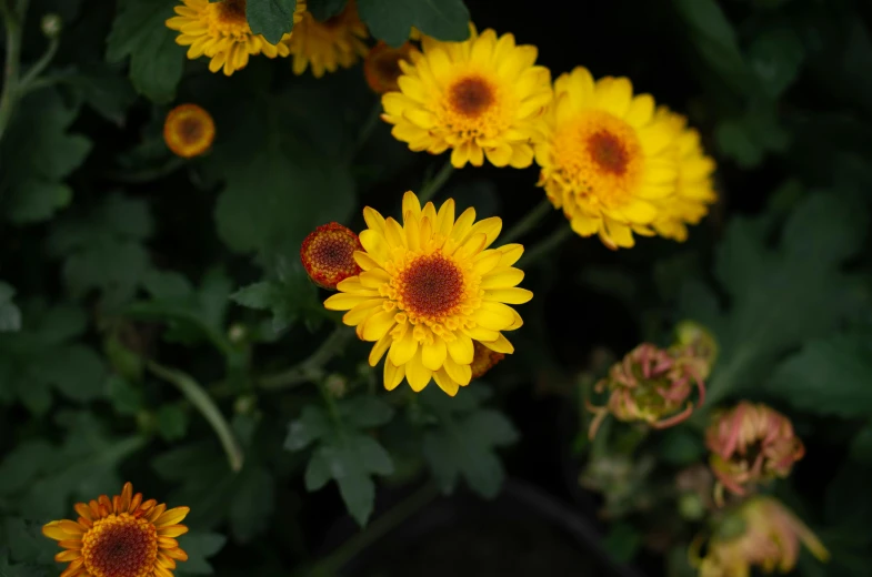 a bunch of yellow flowers next to some green leaves