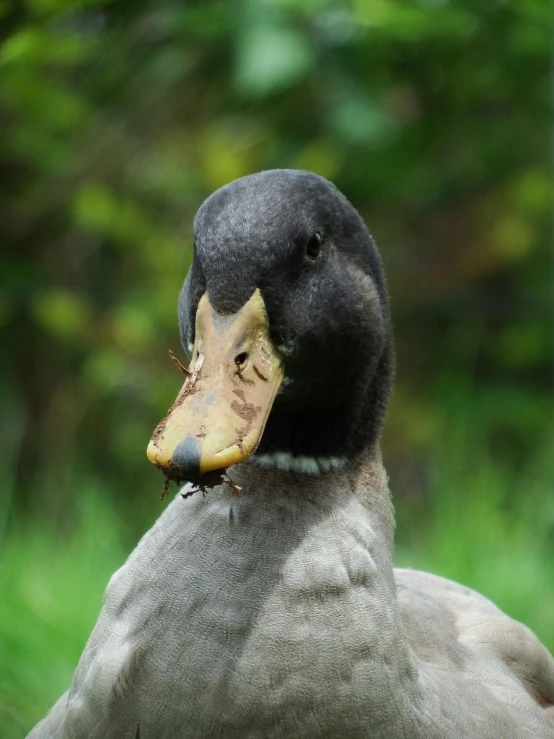 the closeup of a duck's face looks down on its neck