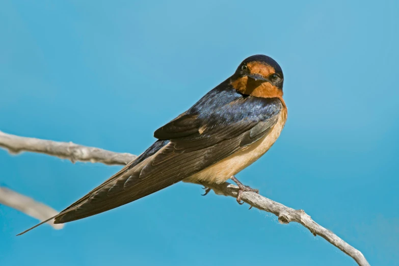 a close - up of a bird perched on top of a tree nch