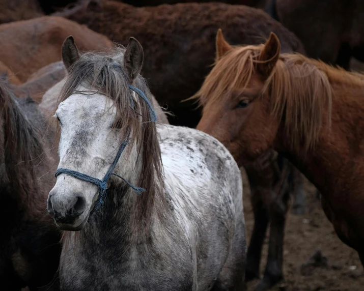 horses standing close together and looking into the distance