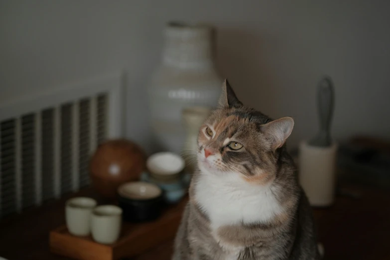 a cat that is sitting on a table