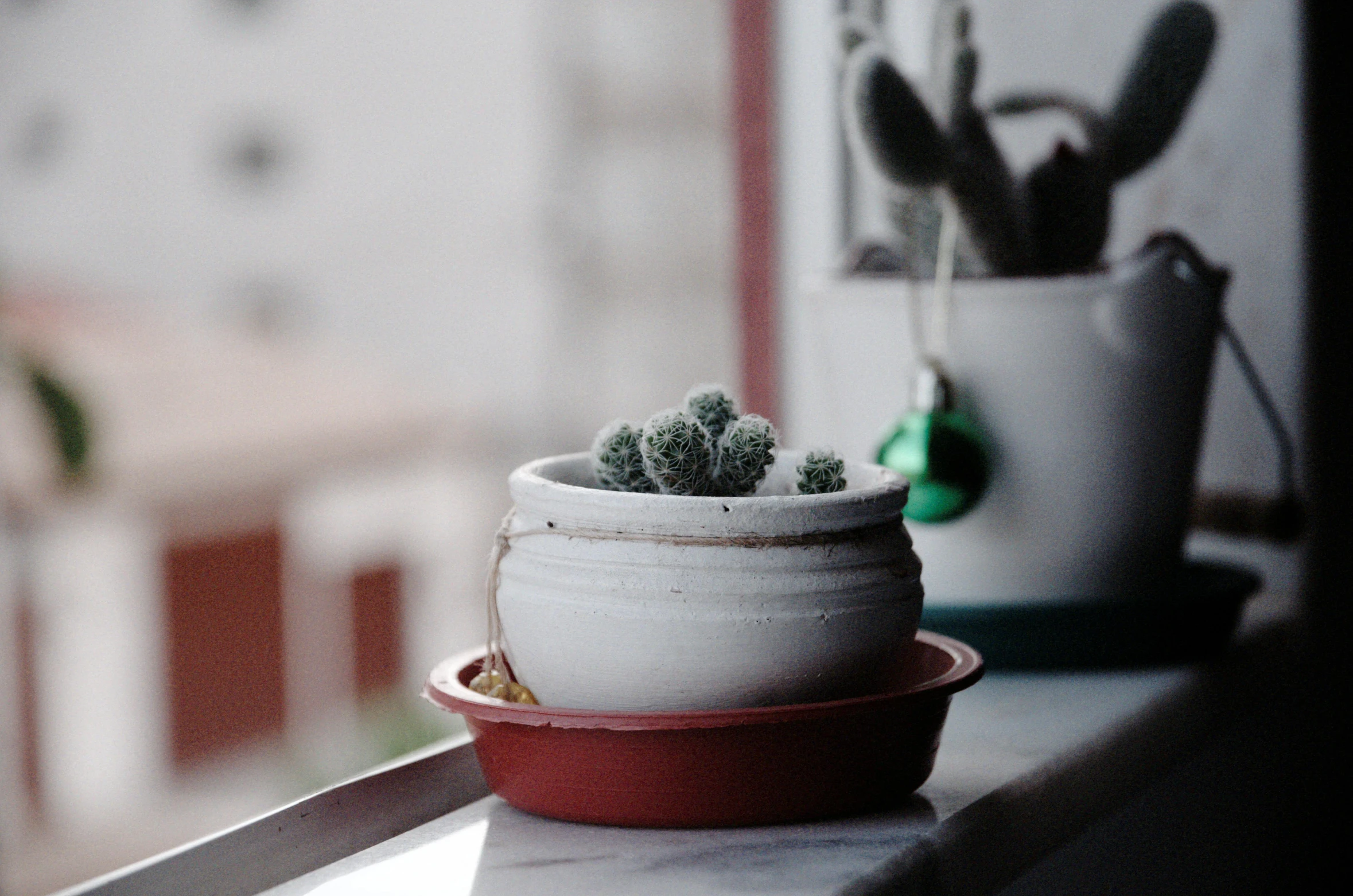 small cactus in small clay planter sitting on a table