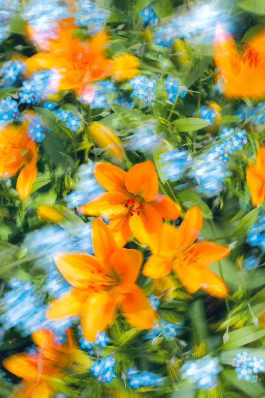 a cluster of flowers that are in the grass