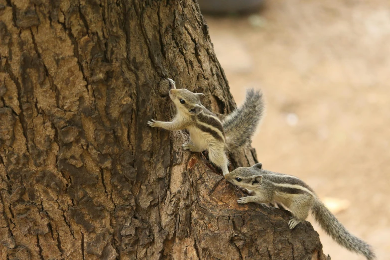 two young chippers are climbing on a tree