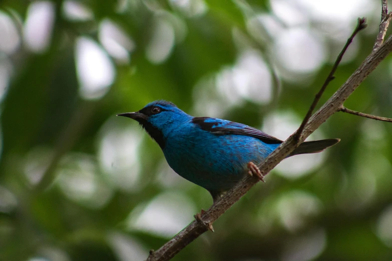 a small blue bird is sitting on a tree nch