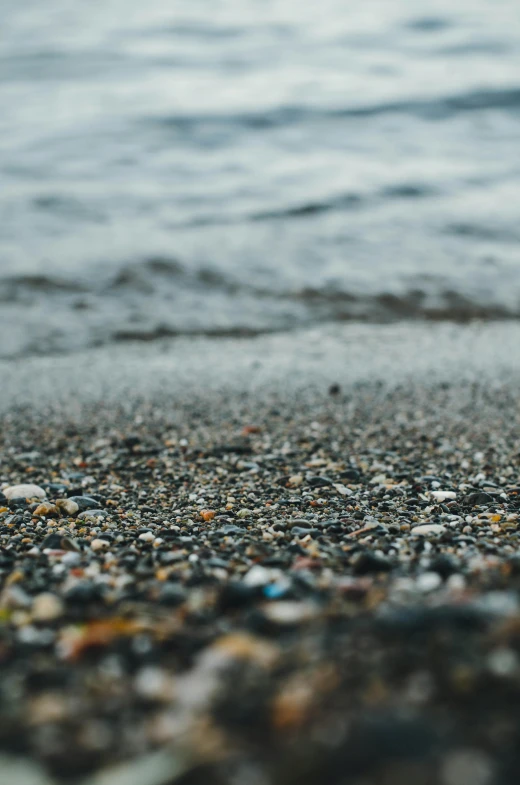 a group of tiny shells sit on top of a wet beach