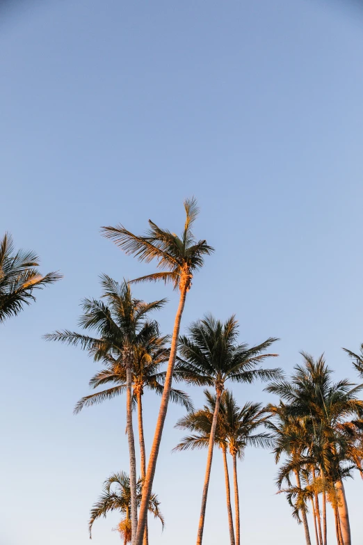 palm trees against the sky in an otherwise hazy setting