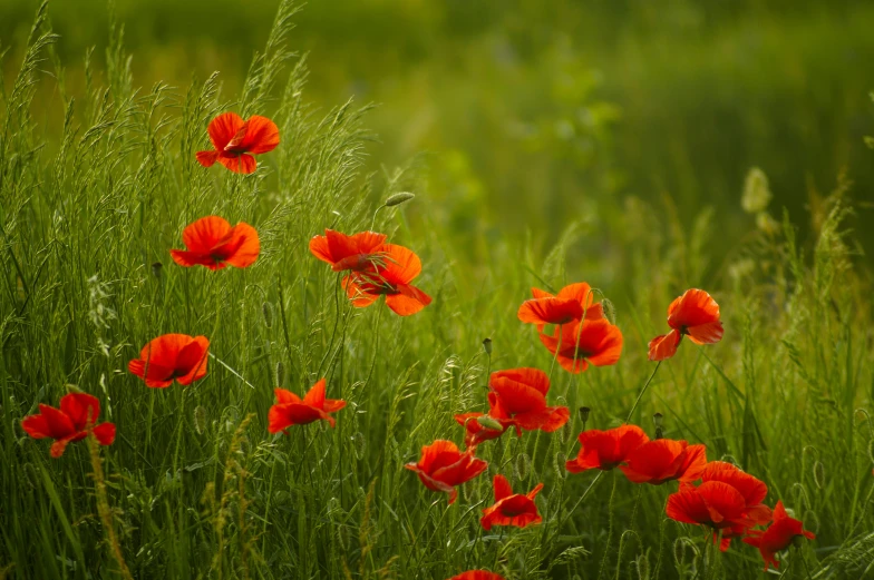 an image of some wildflowers in the grass