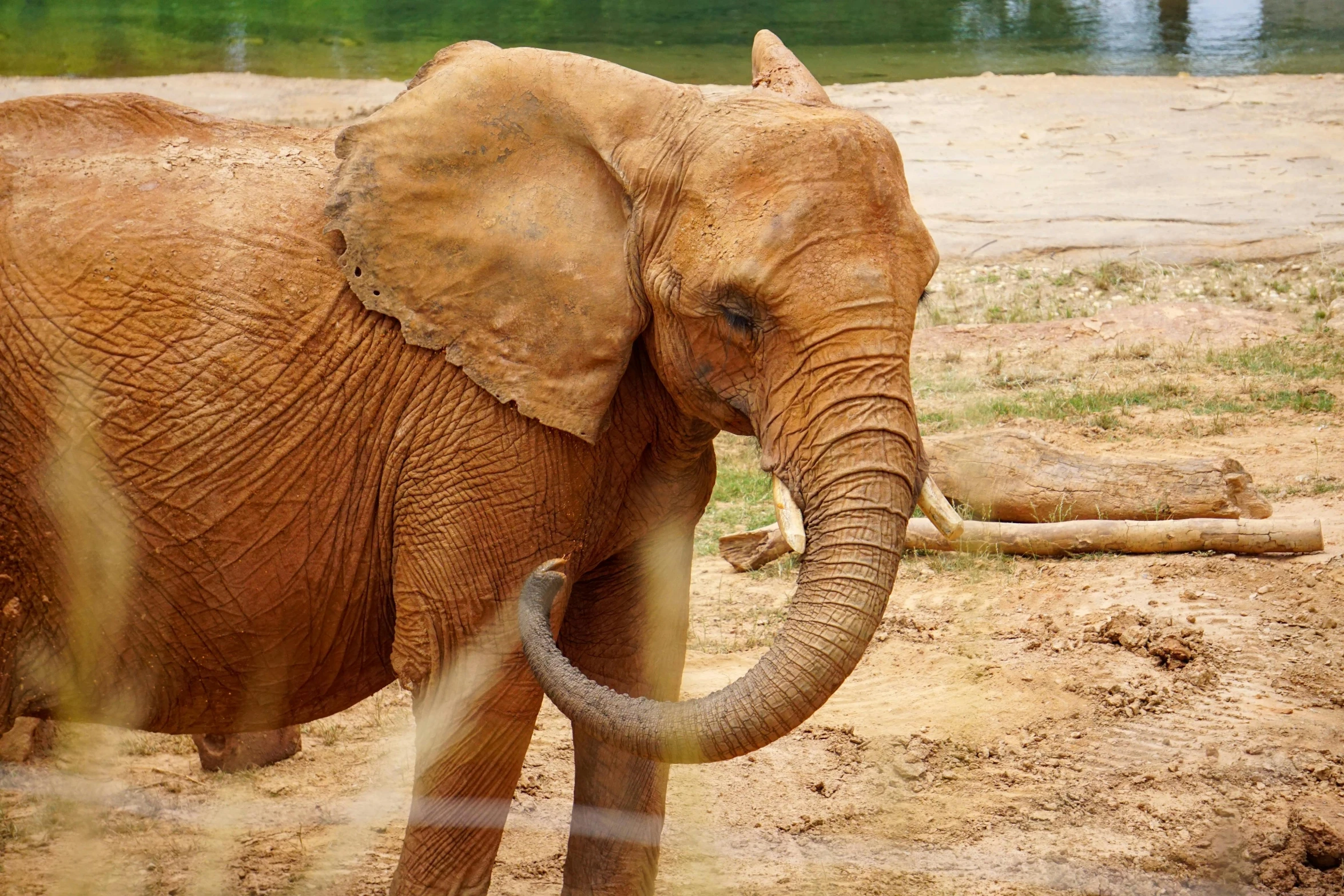 an elephant with a white tail is in the sand