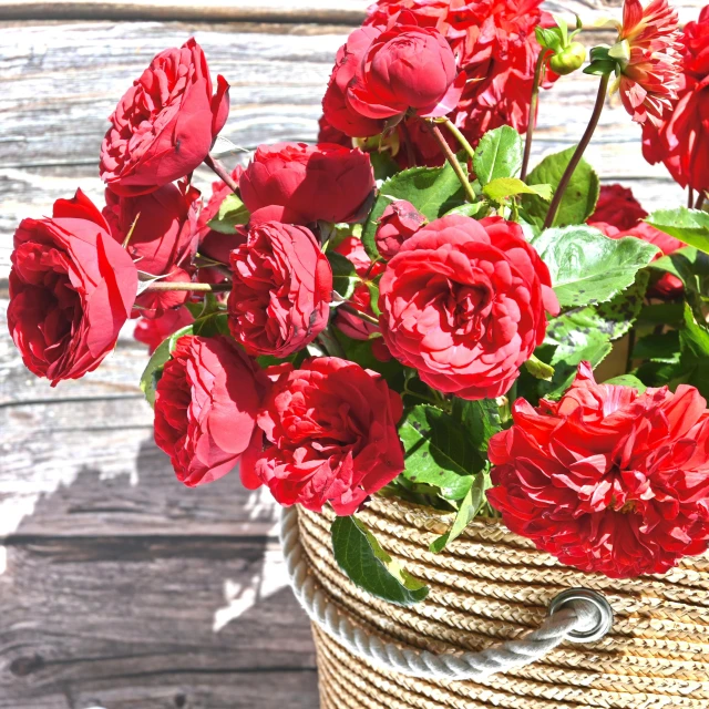 a close up of some red roses in a basket