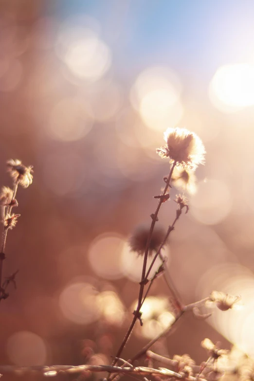 closeup of small flower in the foreground with blurry background