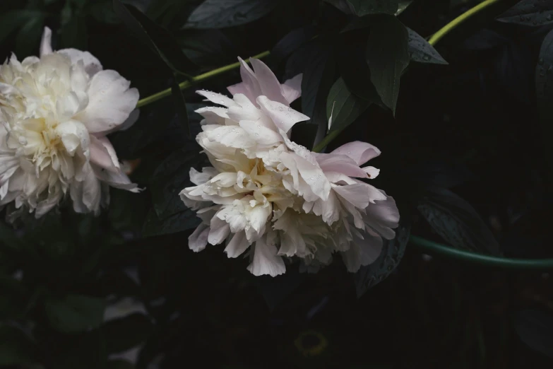 a bunch of flowers that are on the side of the street