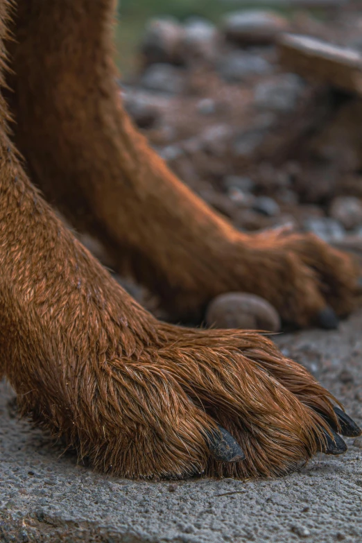 the paws and feet of a brown bear