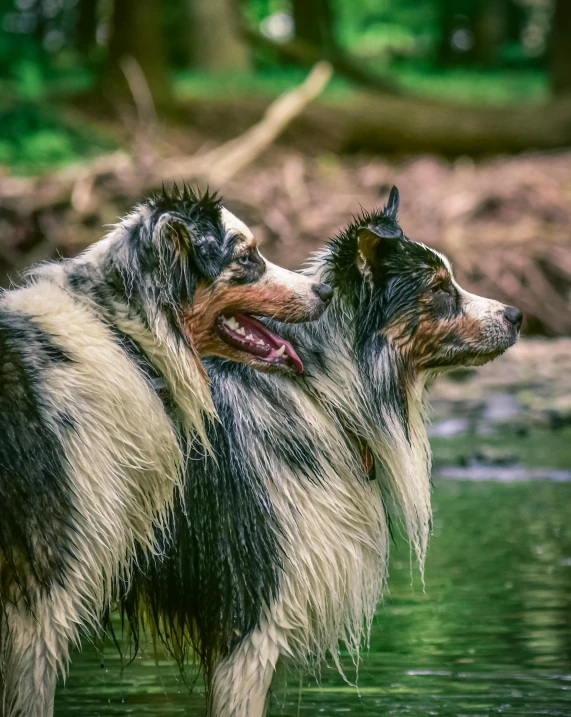 two dogs standing in a lake next to each other