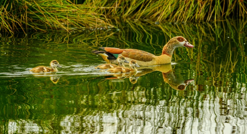 several small ducks swim across a body of water