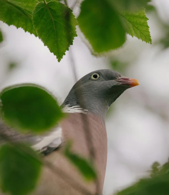 a pigeon is sitting on the nch of a tree