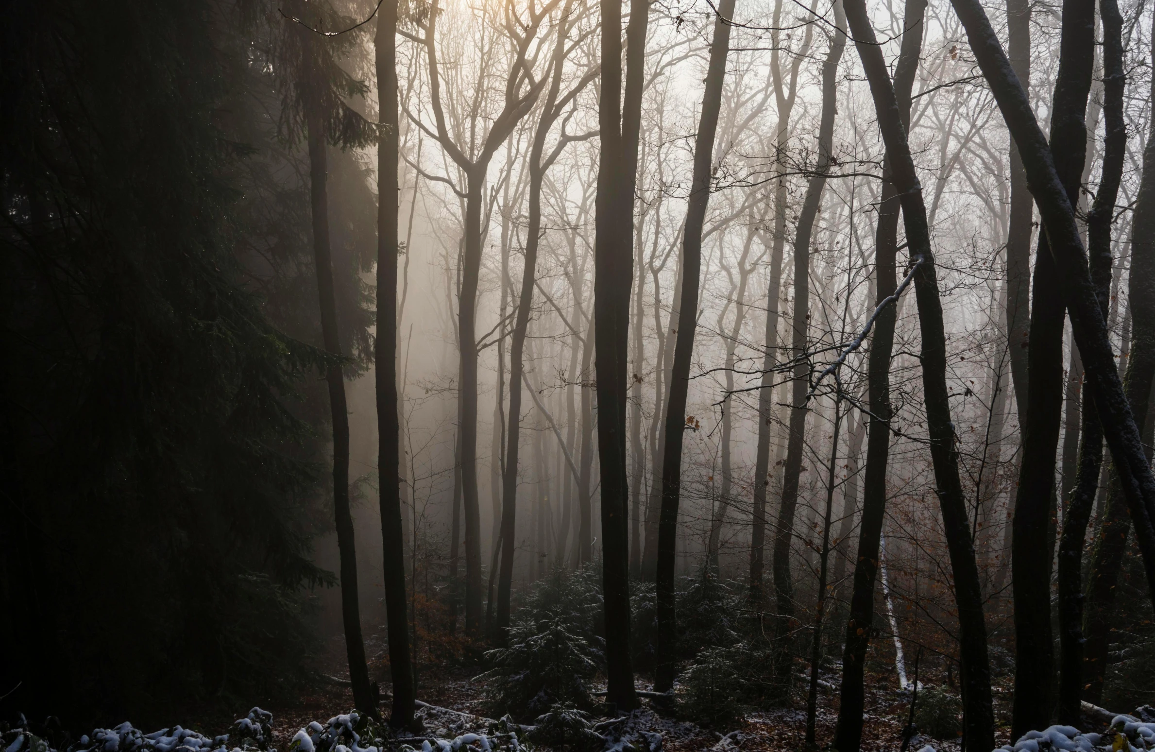 the sun shining through the fogy trees