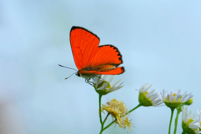 a bright orange erfly sitting on top of some white flowers