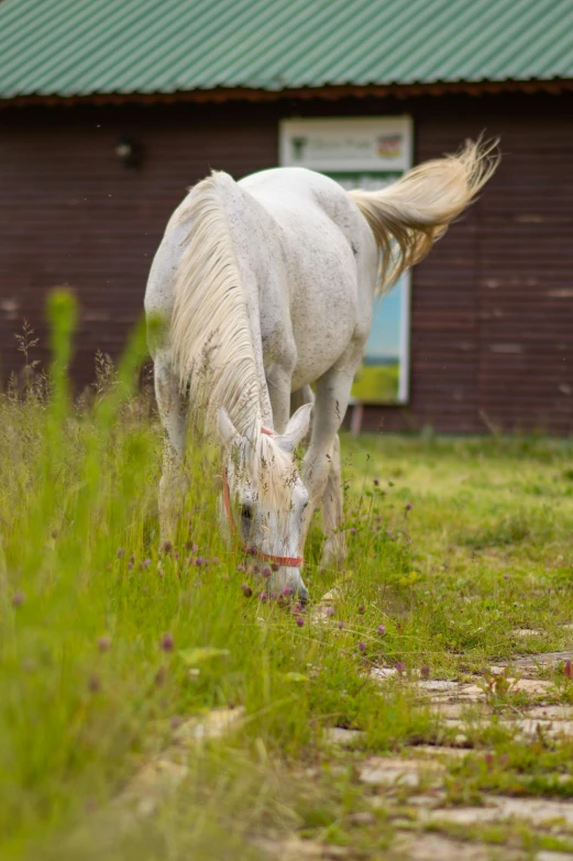 a white horse is grazing in the grass outside