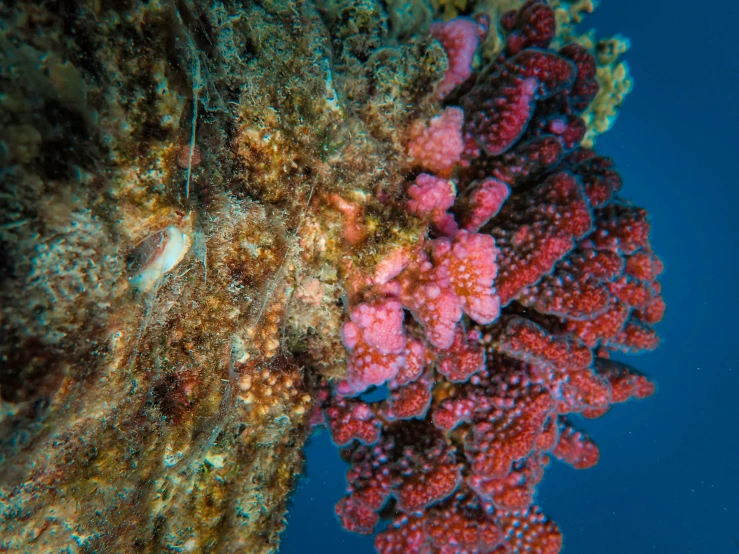 a close up of some red corals on the water