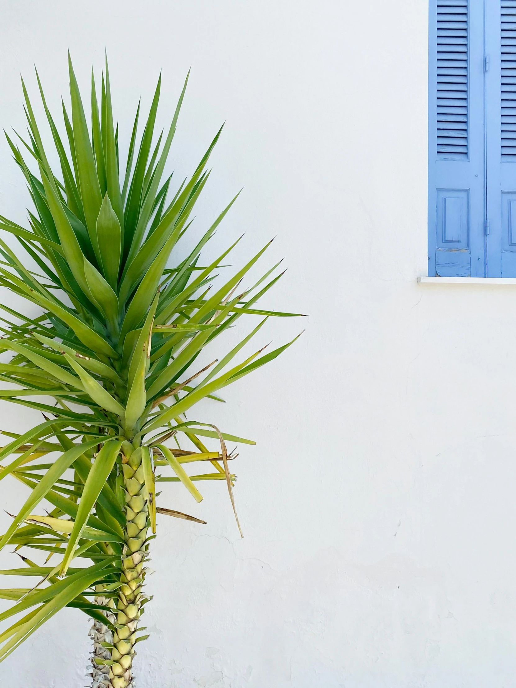 a plant next to a window in front of a white building