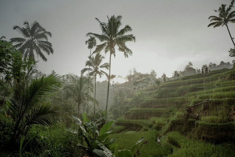 a grassy landscape with palm trees and several other palm trees