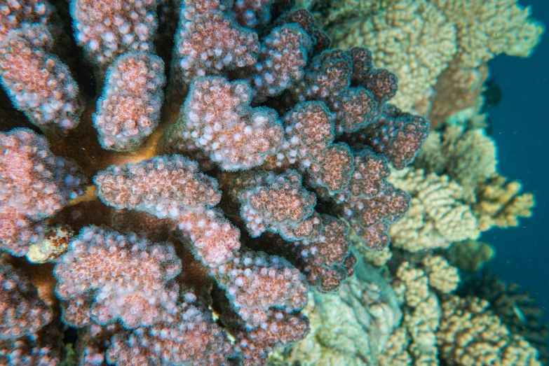 some colorful corals are on top of the water